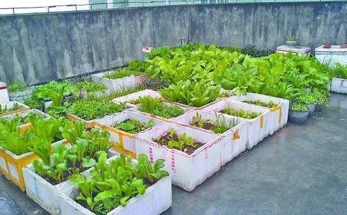 阳台种菜,用泡沫箱就行,都能供一家人吃了