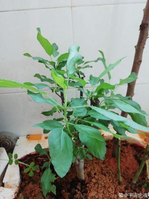 1棵苹果树,学会这6步,变成 高级 盆景