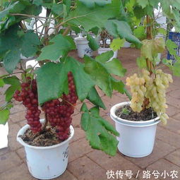 葡萄主干太长了如何修剪;第一年葡萄苗多高打顶