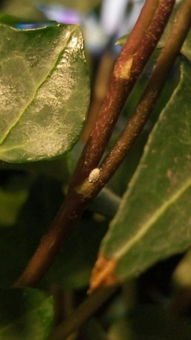 绿植土里有白色虫子-绿植土壤里有小白虫