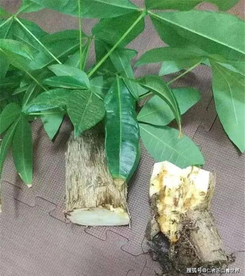 容易被水浇死的 10种花 ,养不活都是由于手太勤