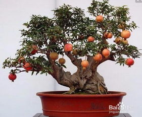 如何让石榴树盆景主干变粗