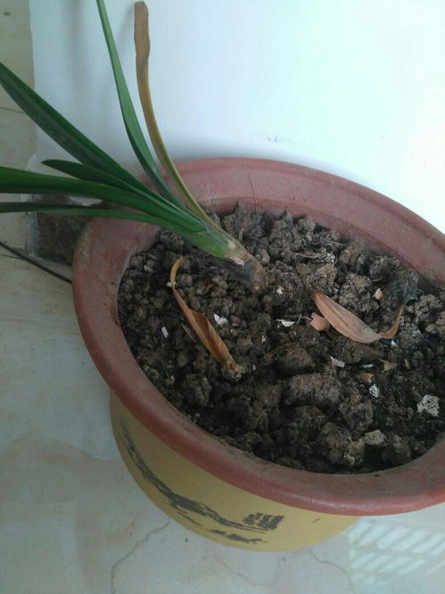 君子兰自己突然折了,应该是被虫咬成这样了,目前没有发现有什么大虫,但看见了很多很小的白色虫子,之前