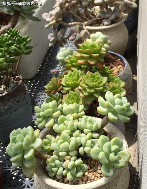 多肉养出好状态,需3个条件,只要满足它, 红晕 布满叶片