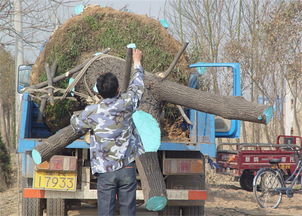 反季节大树移栽如何提高成活率 