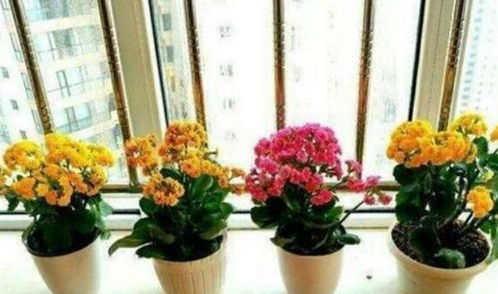 盆栽长寿花即将进入休眠期,做好养护工作,下个花期开爆盆