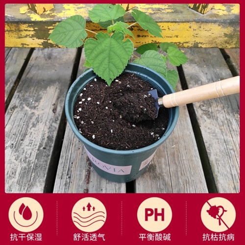花土通用型种花营养土多肉绿萝泥炭土有机蔬菜种植土家用园艺花泥