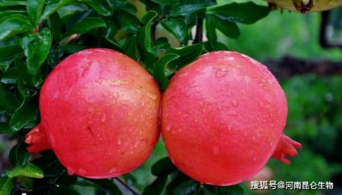 石榴什么时候打膨大剂 石榴用什么肥长势旺 石榴膨果用什么肥料