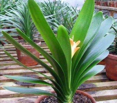 家里的君子兰开完花,马上做4件事,长势茂盛,叶子油绿光亮