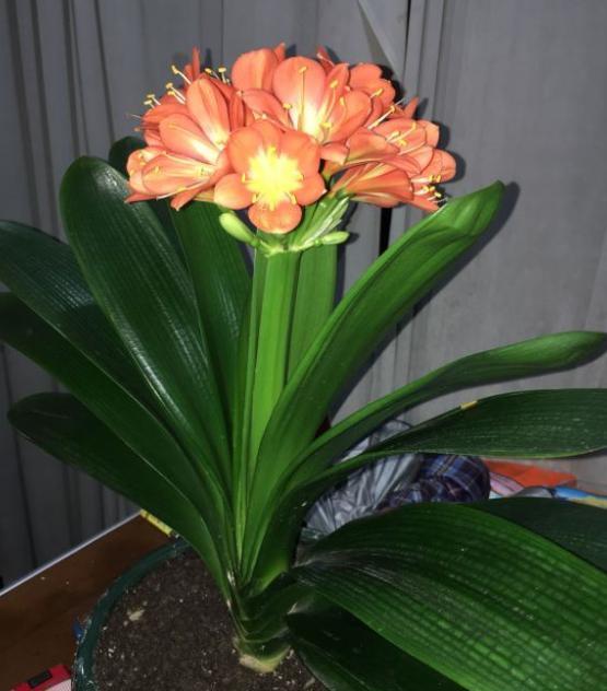 用自制 腐叶土 养君子兰,君子兰疯长爆盆,叶子油绿,呼呼开花