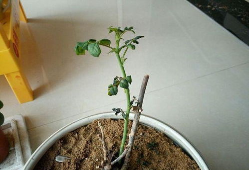 盆景老桩上盆发芽后,新芽干枯的原因及解决办法