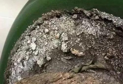 养花人勤快点,花盆里长出的2个东西,及时处理,不然就是祸害 花卉