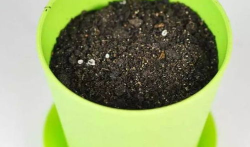 换下来的旧花土不要扔,简单处理一下,还能再用