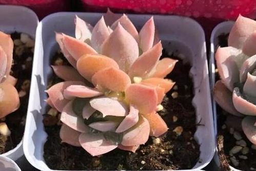 第一次种多肉担心不好养 教你自行搭配 营养土 多肉生根快