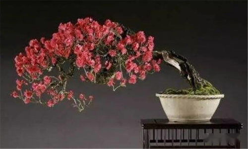 梅花盆景怎么养