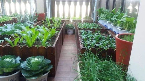 阳台种菜,越长越瘦 4个小技巧,长的肥又壮,3棵炒一盘