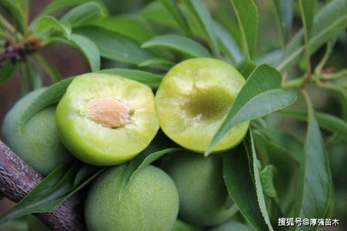 如何预防李子树病虫害,李子树管理方法,李子苗批发