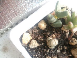在网上买的多肉植物,买的营养土,我自己种上后,现在叶子皱了,是要死了吗 是浇水多吗,还是我都是用的