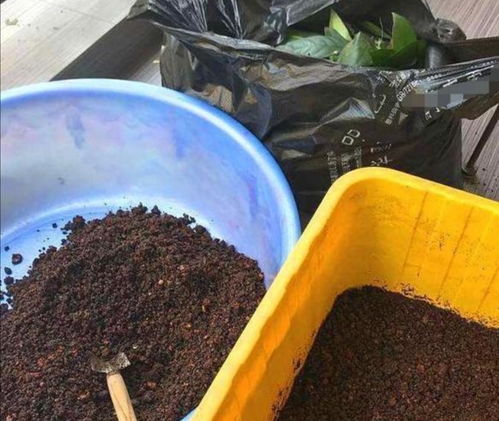 养花不用买营养土,外面捡几种材料掺一起,养啥花都旺