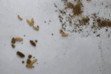 黑头蛆 韭蛆 蒜蛆爆发,学会这一招轻松应对