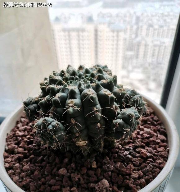 养仙人球,不要用营养土,用砂石养,长得很壮实,还能开花