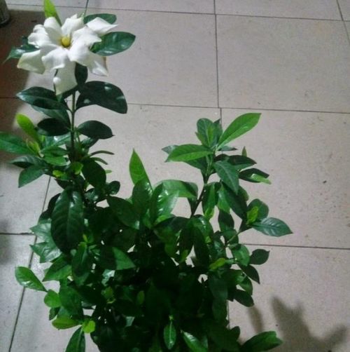为什么花土总是湿的、为什么花土总是湿的怎么