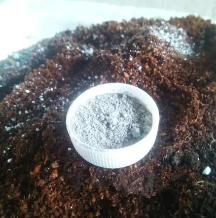 万能杀菌剂 多菌灵 ,家中养花必备,教你4种正确使用方法