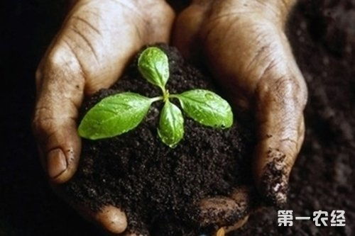 碱性花卉土质怎么改良成酸性土壤