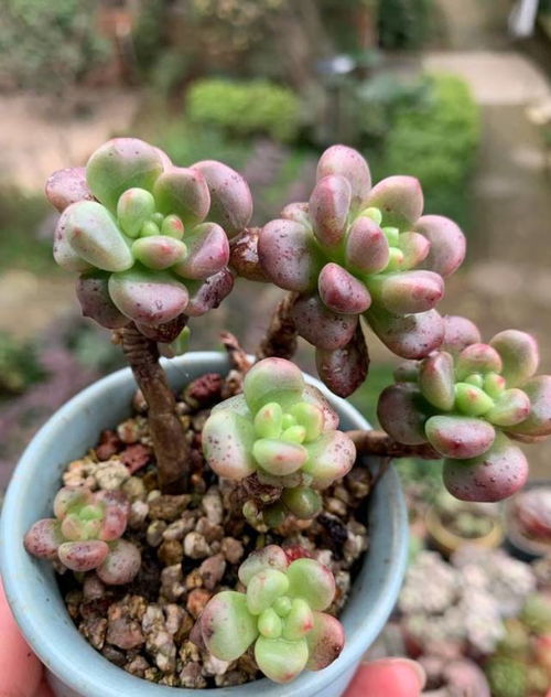 花盆里面出现蛆虫怎么办,如何救治