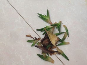 花盆里有了虫子,请问怎么去除 这是什么虫子