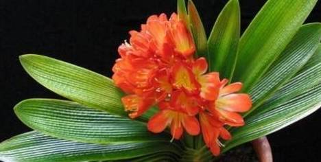 君子兰开花后,如何年年开花,这 3点 养护千万别马虎