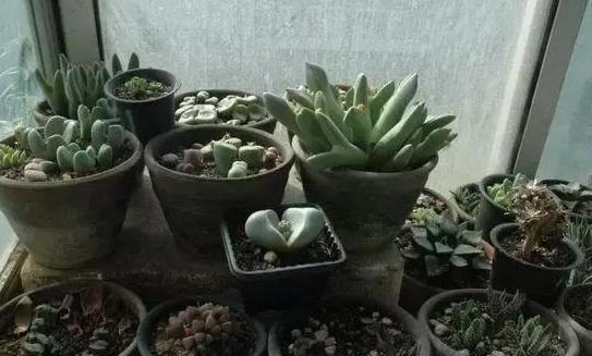 花盆底放什么方便土壤透气 首选4样东西,让植物不烂根 闷根