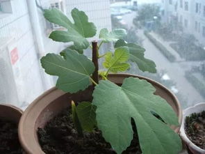 技巧 花友分享无花果百分百快速生根法,实用收藏