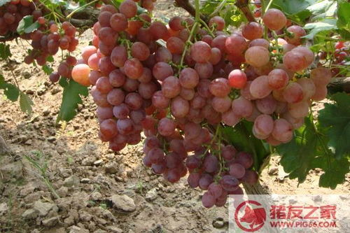 为什么葡萄树越老越贵-种葡萄树要注意风水