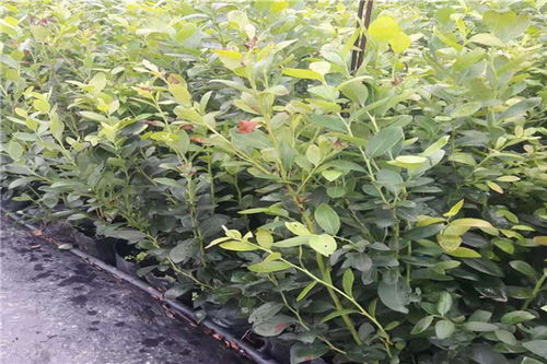 【蓝莓苗果树苗盆栽地栽南北方种植蓝莓树苗蓝莓苗当年结果】-黄页88网