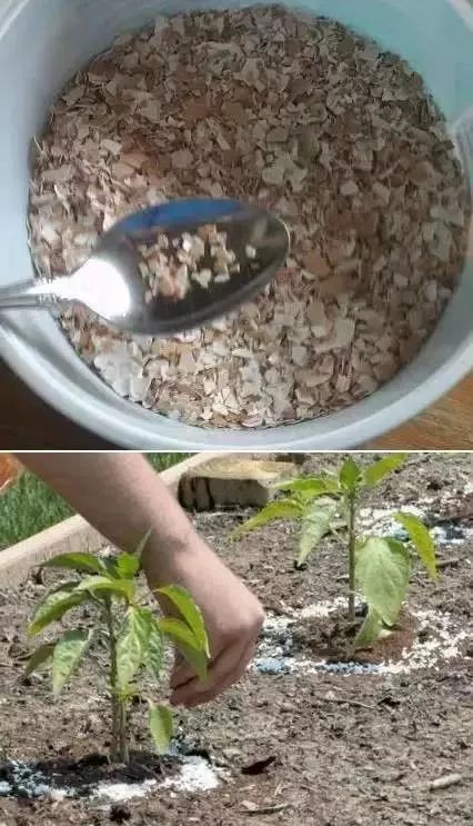 我为大家分享我平时如何用鸡蛋壳做肥料养花
