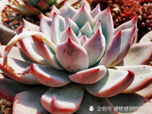 泥炭土和椰糠有什么区别 哪种用来配土养多肉更好一些