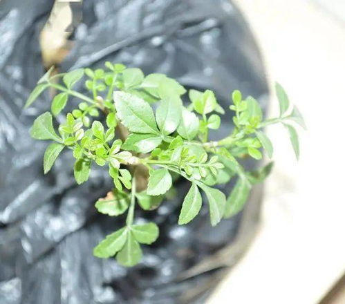 夏天微盆养护必学技巧,爱木教你浇水正确做法,实用