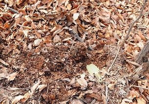 合适家庭养花种植物的6种常见土,还在用营养土