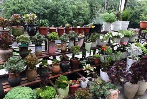 家庭自制花土配方,怎样自制花土得多长时间做好