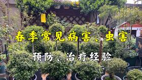 养花永远不换土,花儿还能开爆花,教你如何省下买土钱