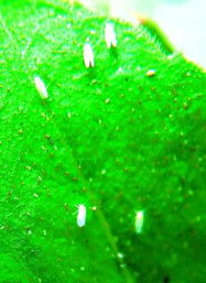 盆栽有小飞虫如何消灭_花盆里小黑飞虫的根治小