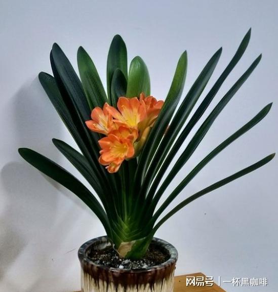 君子兰叶片发软啥原因 2种 情况 一解决,恢复硬挺,油绿精神