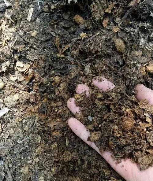 这2种 壳 丢了太可惜,埋花土里3年不板结,种什么花都旺