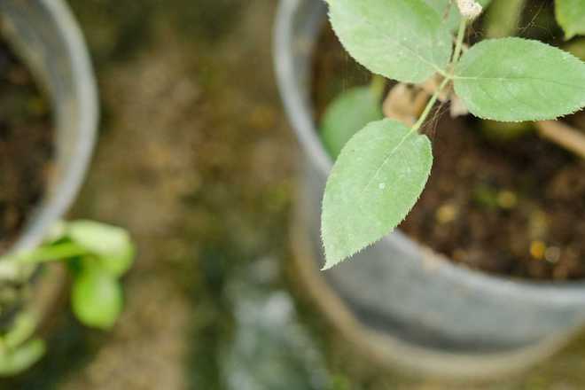 花土里有白色的 特别小的虫子怎么办 3个步骤一套解决