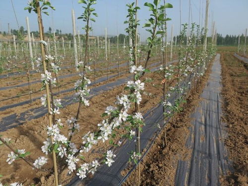 苹果树栽培技术 苹果树分枝大苗定植的几个误区