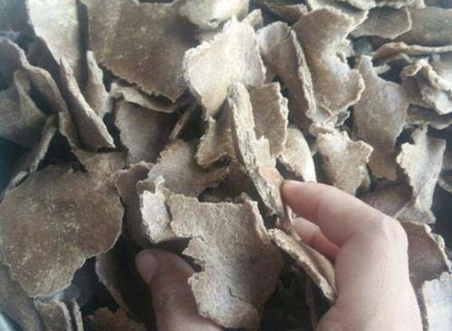 土壤不肥沃 1块它 扔盆里,养分足,6个月不施肥,反而爆盆 花卉