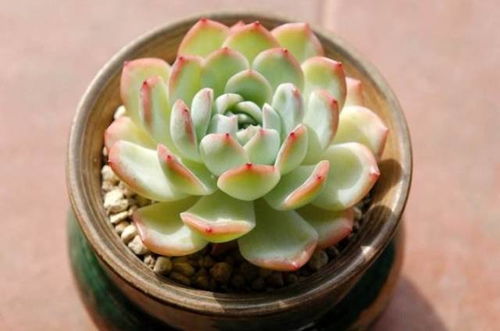 20种好看又好养的多肉植物,看完你一定会喜欢