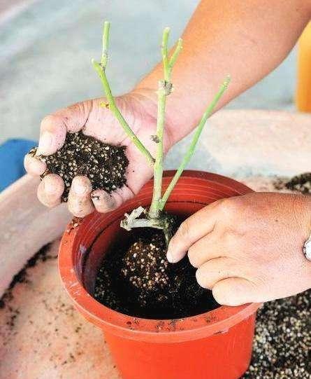 花卉从未有烂根困扰,废渣派上用场,土里掺一点,保护根系长得好