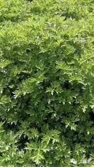 艺苑│艾,是一种野生草本植物,也是一种有爱心的植物